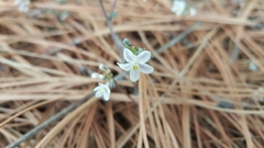 Jarilla heterophylla
