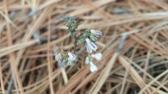 Jarilla heterophylla