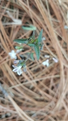Jarilla heterophylla