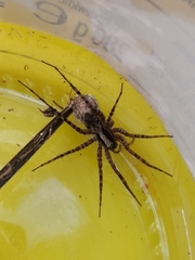 Pardosa