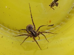 Pardosa
