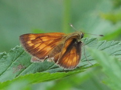 Ochlodes sylvanus