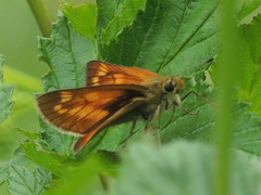 Ochlodes sylvanus