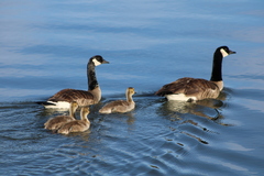 Branta canadensis moffitti