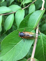 Magicicada cassinii