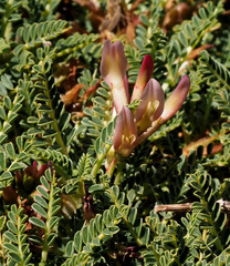 Astragalus angustifolius