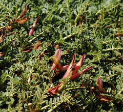 Astragalus angustifolius