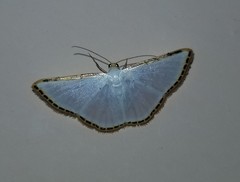 Leuciris