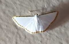 Leuciris