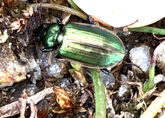Agonum marginatum