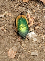 Cotinis mutabilis