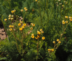 Tanacetum aucheri