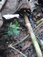 Bothrops jararacussu