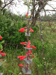 Penstemon murrayanus
