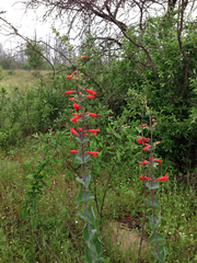 Penstemon murrayanus