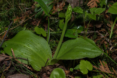 Platanthera hookeri