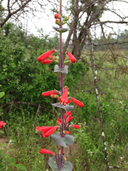 Penstemon murrayanus