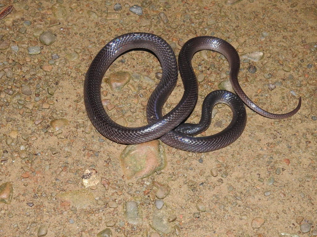 Greater Black Krait