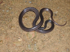 Bungarus niger