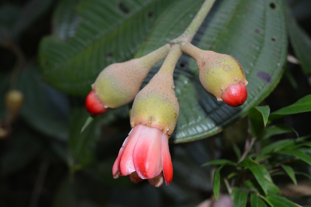 Chalybea mutisiana