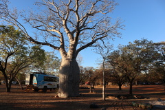 Adansonia gregorii