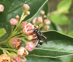 Ancistrocerus waldenii