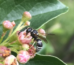 Ancistrocerus waldenii