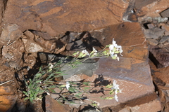 Silene samojedorum