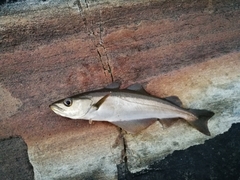 Pollachius pollachius