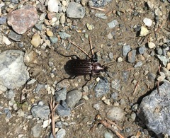 Carabus maeander