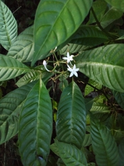 Palicourea domingensis