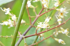 Miconia gracilis