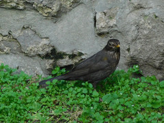 Turdus merula