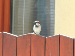 Passer domesticus