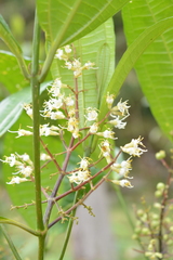 Miconia gracilis