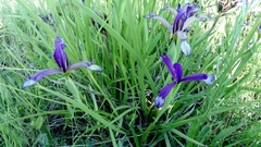 Iris sintenisii