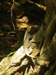 Agama