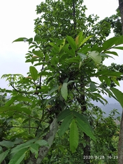 Ficus semicordata