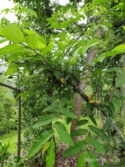 Ficus semicordata