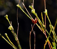 Diosma meyeriana