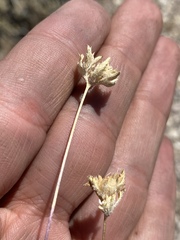 Ipomopsis polycladon