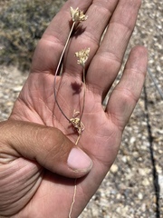 Ipomopsis polycladon