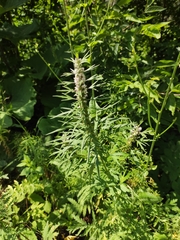 Leonurus glaucescens