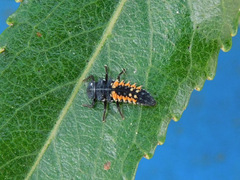Harmonia axyridis