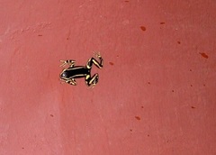 Dendrobates truncatus