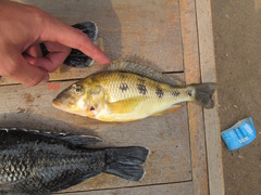 Fossorochromis rostratus