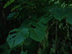 Tilia