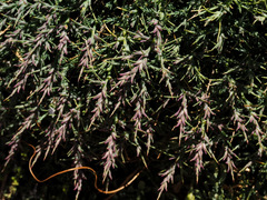 Noaea mucronata