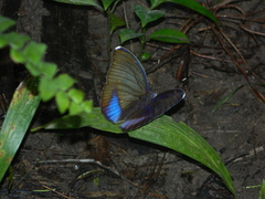 Adoliadini