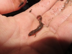 Eurycea longicauda × guttolineata